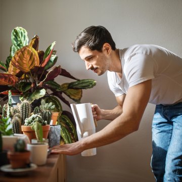 5 Easy Steps to Keep Your House Plants Alive